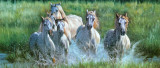 The Thundering Herd I Prints by P. Kendall