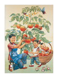 Woman and Kids Picking Tomatoes Giclee Print