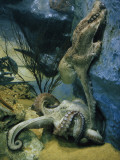 Octopuses Mate in a Tank Modeled after their Natural Habitat Photographic Print by Robert Sisson