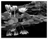 Reflections on Water Posters par Dennis Frates