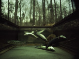 Brook Trout Confined in a Wire Cage Succumb to Asphyxiation Photographie par Ted Spiegel