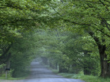 Sugar Maples Shade a Quiet Country Road on the Gonyaw Farm Photographic Print by Michael S. Yamashita