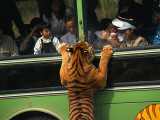 A Tiger, Intrigued by Tourists in a Bus, Peers Through a Bus Window Photographie par Paul Chesley