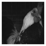 The Rooster Prints by Carl Ellie