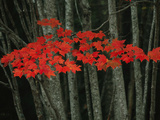Maple Leaves Blazing with Autumn Color Impressão fotográfica por Michael Melford Maple Leaves Blazing with Autumn Color Impressão fotográfica por Michael Melford
