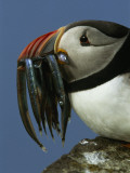 A Puffin Returns with a Beak Full of Sand Lances for its Chick Photographic Print by Frans Lanting