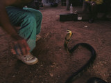 A King Cobra Strikes in Self-Defense During a "Boxing Match" Photographie par Mattias Klum