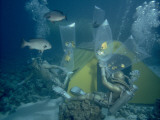 Divers Defend Plastic Bags of Specimen Fish from Hungry Predators Photographic Print by Robert B. Goodman