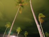 Palm Trees Quiver in a May Storm before Hurricane Season Photographic Print by Maggie Steber