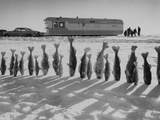 Frozen Walleye Pike Fish, Stizostedion Vitreum Vitreum, Kiss the Snow Photographic Print by Thomas J. Abercrombie