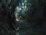 Horse and Rider Travel on Moss-Draped Part of Original Natchez Trace Photographie par B. Anthony Stewart