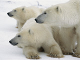 A Portrait of a Polar Bear Mother and Her Cubs, Ursus Maritimus Lámina fotográfica por Norbert Rosing