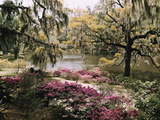 Blooming Shrubs and Trees Near the Waterside Photographie par B. Anthony Stewart