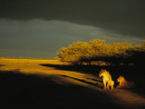 Two African Lionesses Resting in Late Afternoon Light Photographic Print by Beverly Joubert