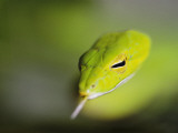 A Rain Forest Whipsnake, Swimming with His Tongue Out to Scan the Environment Photographie par Mattias Klum