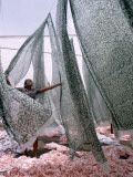 A Woman Separates Hanging Layers of Drying, Recently Dyed Sari Fabric Photographic Print by Gilbert M. Grosvenor