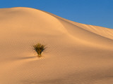 A Yucca Growing in a Sand Dune Photographie par Joyce Dale