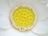 A White Lotus in its Early Stage of Blooming Photographic Print by Stephanie Lane