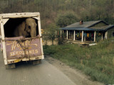 An Elephant Rides to the Next Show in the Back of a Circus Truck Photographie par Jonathan Blair