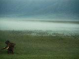 An African Elephant in the Ngorongoro Crater Photographie par Chris Johns