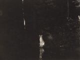 A Lynx Photographed at Night by Wildlife Photographer George Shiras Photographie par George Shiras
