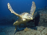 A Hawksbill Turtle Swims Just Above the Seafloor with Flippers Spread Photographie par Nick Caloyianis