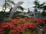 In Fall Red Leaves of Alpine Bearberry and Blueberry Carpet Lowlands Lámina fotográfica por Norbert Rosing