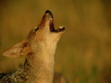 A Jackal Howls, Signaling the Beginning of a Hunt Photographic Print by Beverly Joubert