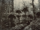 Family Walking Through a Forest of Tree Ferns Photographic Print by Nicholas Caire