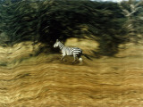 A Bounding Zebra's Striped Hide Tempts Tanzanian Poachers Photographie par Emory Kristof