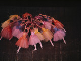Ballet Dancers in Colorful Costume Practice a Scene in the Nutcracker Photographic Print by James L. Amos