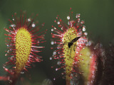 A Dead Mosquito Rests on an Insectivorous Round-Leaved Sundew Plant Photographie par Joel Sartore