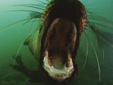 A Young Steller's Sea Lion with its Mouth Wide Open Photographic Print by Paul Nicklen