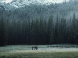 A Packhorse Is Turned Loose to Graze a Meadow Photographic Print by James L. Amos