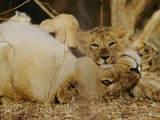 Asian Lions, Panthera Leo Persica, Mother and Cub Photographie par Mattias Klum