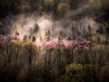 Misty View of a Forested Hillside with Trees in Bloom Reprodukcja zdjęcia autor Sam Abell