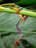A Red-Eyed Tree Frog, Agalychnis Callidryas Photographie par Steve Winter