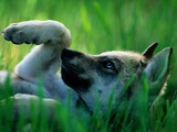 Eight-Week-Old Captive Gray Wolf, Canis Lupus Photographie par Joel Sartore