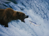 A Grizzly Bear Opens Wide for a Mouth Full of Salmon Photographie par Joel Sartore