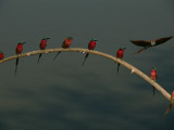 Carmine Bee-Eater Birds in Breeding Plumage Perch on a Branch Photographic Print by Frans Lanting