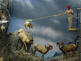 A Cabela's Employee Dusts Off a Display in their Retail Store Photographie par Joel Sartore