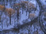 Trees Tipped with Sunlight in Snow-Covered Central Park Photographie par Melissa Farlow