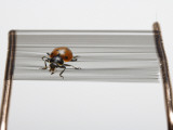 A Ladybug Is Held by Carbon Nanotubes Stretched Between Copper Wires Photographie par Mark Thiessen