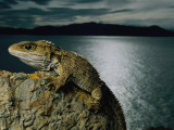 A Tuatara Clings to a Rock Near New Zealand's Shore Photographic Print by Frans Lanting