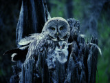 A Great Gray Owl Stays Close to Her Owlet Photographic Print by Michael S. Quinton