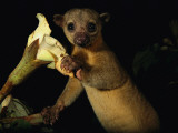 Kinkajou Holds a Blossom, Ready for its Head Diving Eating Technique Photographie par Mattias Klum
