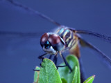 A Male Blue Dasher Dragonfly Photographie par Robert Sisson