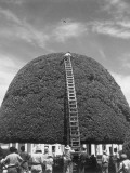 A Species of Fig Receives a Bi-Montly Pruning in Managua Photographie par Luis Marden