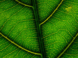A Leaf of the Critically Endangered Alectryon Macrococcus Plant Photographie par Joel Sartore