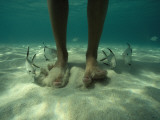 Adult Palometa Fish Dog the Steps of a Visitor to St John Valokuvavedos tekijänä David Doubilet